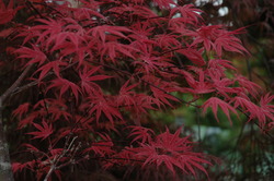 Acer palmatum 'Shirazz' — photo 3